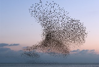 Photograph of starlings murmurating over West Pier, ϲʹ, by artist Christopher Stevens
